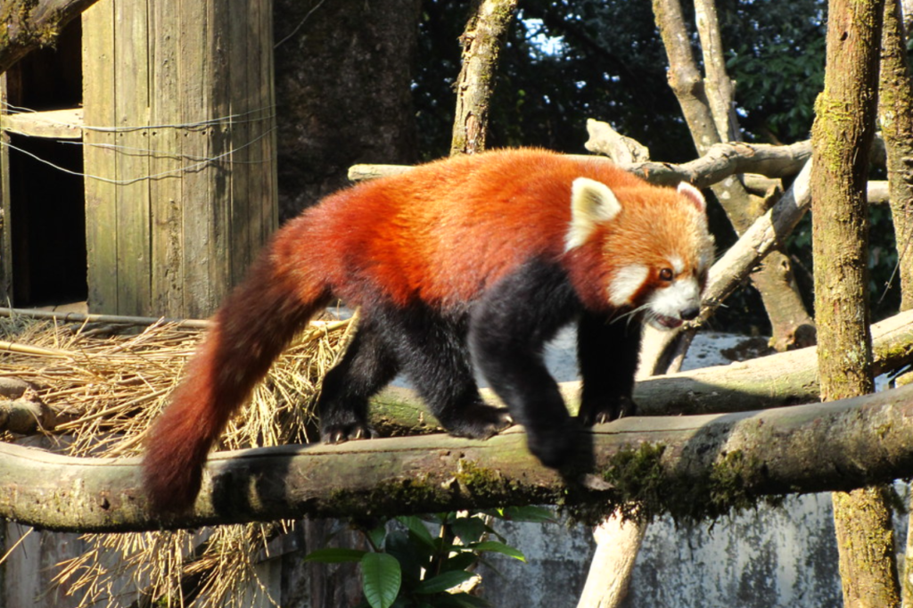 5 Nights 6 Days Darjeeling & Kalimpong with Gangtok Tour